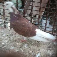 کفتر|پرنده|میناب, |دیوار