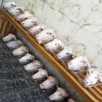 کبوتر پیدا شده