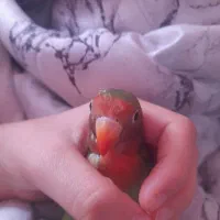 طوطی برزیلی شیطون و بازیگوش دستی