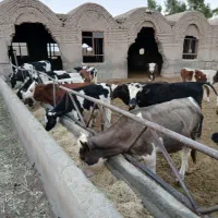 کارگر گاوداری