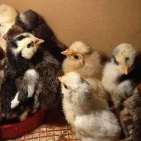 جوجه مرغ کاکلی پرپا