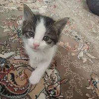 واگذاری گربه