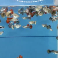 گوپی آنجل کالر زبرا لجن خوار فایتر