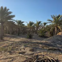 فروش زمین کشاورزی به همراه نخلستان اطراف محمدصالحی|فروش دفتر صنعتی، کشاورزی، تجاری|بندر گناوه, |دیوار