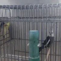 عروس هلندی جفت با قفس