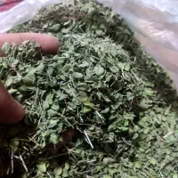 فروش عمده آویشن شیرازی اصفهان(بار سبزوخوش عطر)،نقد
