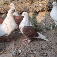 کبوتر تکپر|پرنده|کلاله, |دیوار