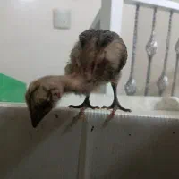 مرغ لری اصیل با چهار جوجه