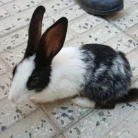 خرگوش