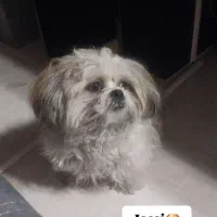 سگ شیتزو|سگ|اردبیل, |دیوار