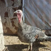 دو عدد بوقلمون درشت و سالم