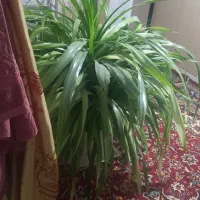 گل و گلدان|گل و گیاه طبیعی|چناران, |دیوار