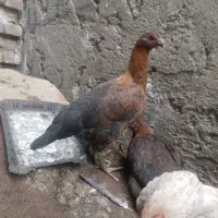 عروس هلندی|حیوانات|زاهدان, |دیوار