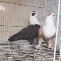 ۳۰ تا نروماده هوایی باهم دونه ۴۰۰