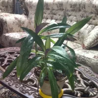 برگ انجیری و موسی درگهواره|گل و گیاه طبیعی|نیشابور, کوی فرهنگیان|دیوار