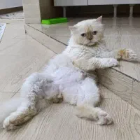 گربه پرشین|گربه|گنبد کاووس, |دیوار