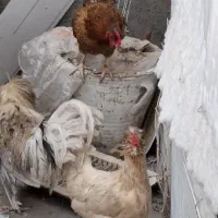 خروس و مرغ