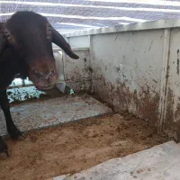 گوسفند گم شده