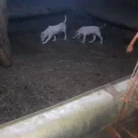 سگ خراسانی|سگ|شیروان (خراسان), |دیوار