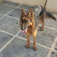 سگ ژرمن یک ساله نر|سگ|چمستان, |دیوار