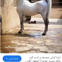 کره نریان 18ماهه ازارشاکیانی|اسب و تجهیزات اسب‌سواری|ارومیه, |دیوار