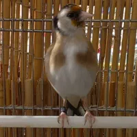 جفت سهره نر و ماده|پرنده|سنندج, |دیوار