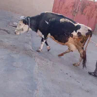 ماده گاو سیمیتال وزن 6000|حیوانات مزرعه|هرسین, |دیوار