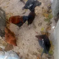 فروشی خروس 4عدد وار 2عدد 3عدد بوقلمون|حیوانات مزرعه|نورآباد, |دیوار