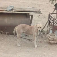 واگذاری ماده افغان