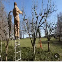 حرس درختان میوه