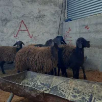 طقلی ماده افشار