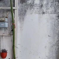 کاکتوس ۲/۵ متری در گیلان