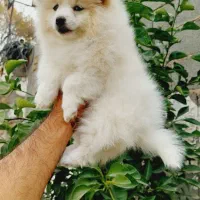 سگ پامر کیفیت بالا