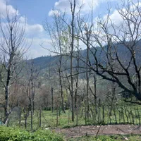 زمین مسکونی در بهشت گیلان معاوضه با خودرو