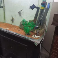 آکواریوم ۶۰ سانتی|ماهی|پرند, فاز ۶|دیوار