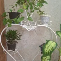 استند تاج دار گل
