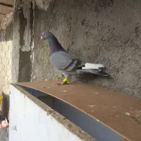 قره نر  سبز سیاه