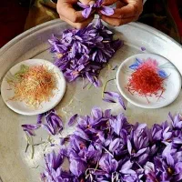 دستگاه تمام‌اتوماتیک جداسازی گل زعفران در ایران|ماشین‌آلات صنعتی|تربت‌حیدریه, اندیشه|دیوار