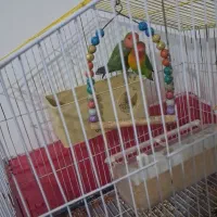 طوطی برزیلی