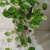 پتوس زامفولیا سانسوریا