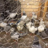 کفتر تیدی|پرنده|قم, دانشگاه قم|دیوار
