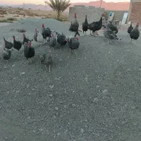 حیوانات مزرعه|حیوانات مزرعه|خاش, |دیوار