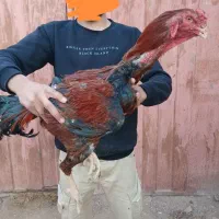 خروس لاری کاردرست