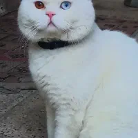 گربه نر جهت جفتگیری رایگان