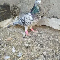 چنتا رنگه پرشی زد و خوردی