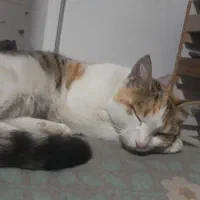 واگذاری گربه|گربه|سنندج, |دیوار