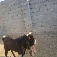 کهره سرحال|حیوانات مزرعه|شیراز, شهرک ترکان|دیوار