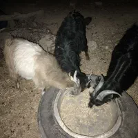 سه عدد کهره نر