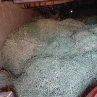 یونجه  بیده