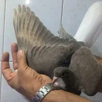 جوجه زاتدا ر